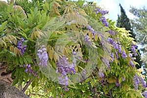 Wisteria purple vine  lowers perched on garden entrance