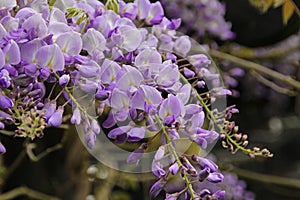 Wisteria racemes