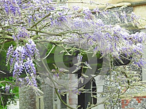 wisteria racemes hanging garden climbing tree trailing plant flowers window arch house