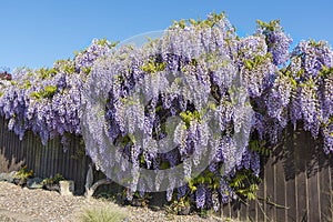 Wisteria shrub in full flower in springtime covering and hiding