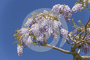 Wisteria sinensis blossoms flowers