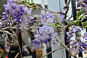 Wisteria sinensis blossoms on a vine