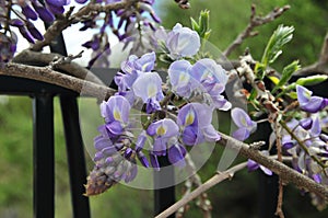 Wisteria sinensis blossoms on a vine