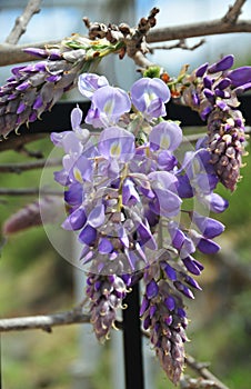 Wisteria sinensis blossoms on a vine