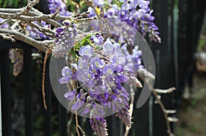 Wisteria sinensis blossoms on a vine