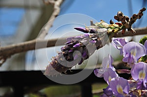 Wisteria sinensis blossoms on a vine