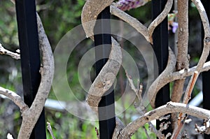 Wisteria sinensis blossoms on a vine