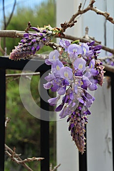 Wisteria sinensis blossoms on a vine