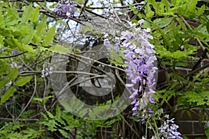 Wisteria sinensis called also Chinese wisteria