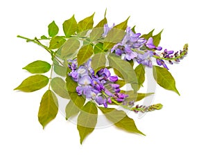 Wisteria sinensis or Chinese wisteria isolated on white background