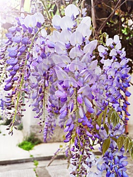 Wisteria Sinensis flowers cascading on branch