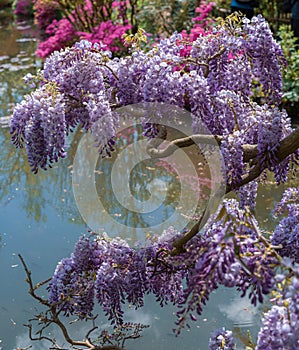 Wisteria. In spring, purple wisteria flowers bloom over the water