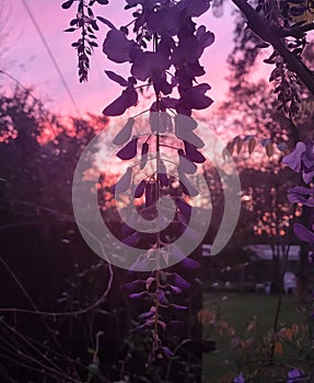 Wisteria sunset golden hour