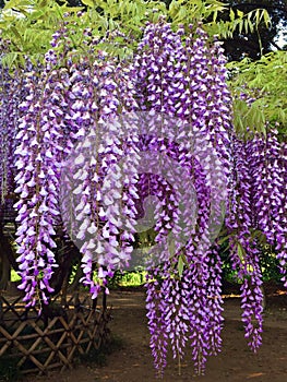 Wisteria Tree in Japan.