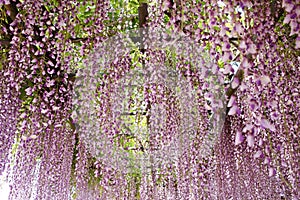 Wisteria trellis