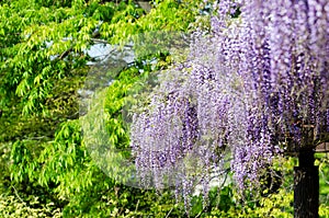 Wisteria trellis