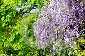 Wisteria trellis