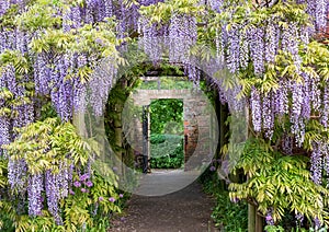 Wisteria tunnel at Eastcote House Gardens, London Borough of Hillingdon. Photographed on a sunny day in mid May.