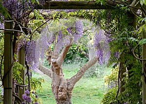 Wisteria tunnel at Eastcote House Gardens, London Borough of Hillingdon. Photographed on a sunny day in mid May.
