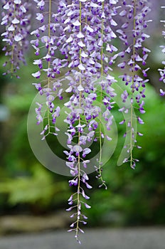 Wisteria tunnel, the fantastical world full of Wisteria flowers