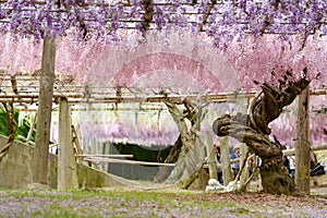 Wisteria tunnel, the fantastical world full of Wisteria flowers photo