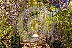The Wisteria Tunnel, Hampton Court Castle, Herefordshire, England.