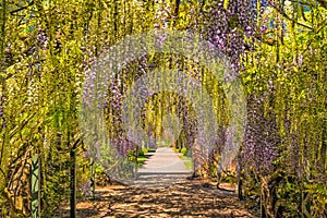 Wisteria Tunnel, Hampton Court, Herefordshire, England.