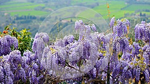 Wisteria in Tuscany