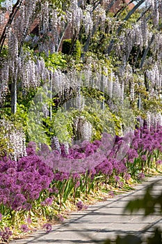 The Wisteria Walk at RHS Wisley, UK: purple allium flowers on tall stems, growing beneath purple wisteria in a wisteria tunnel.