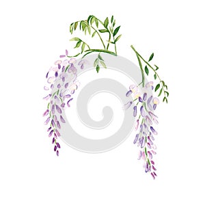 Wisteria watercolor flower. Botanical illustration isolated on white background. Can be used for stickers, cards, farbic