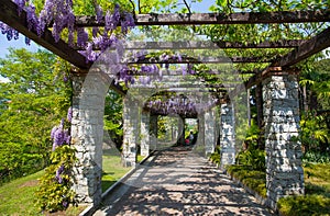 Wisteria wistaria in the botanical garden of Villa Taranto in Pallanza, Verbania, Italy.