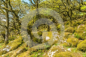 Wistman`s Wood Dartmoor