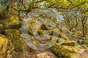 Wistman`s Wood Dartmoor