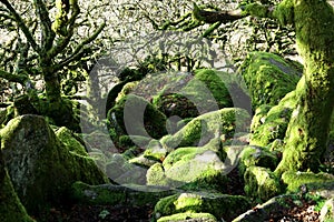 Wistman`s Wood Dartmoor England