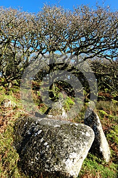 Wistman`s Wood Dartmoor England