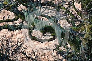 Wistman`s Woods Dartmoor