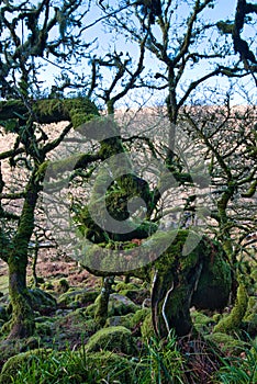 Wistman`s Woods Dartmoor