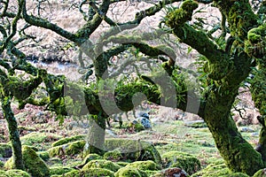 Wistman`s Woods Dartmoor