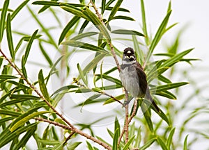 Witbaarddikbekje, Double-collared Seedeater, Sporophila caerulescens