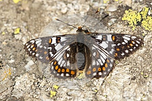 Witbonte parelmoervlinder, Cynthia's Fritillary, Euphydryas cynt