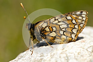 Witbonte parelmoervlinder, Cynthia's Fritillary, Euphydryas cynt