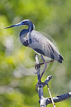 Witbuikreiger, Tricolored Heron, Egretta tricolor