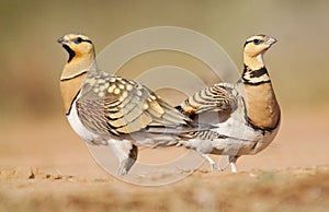 Witbuikzandhoen, Pin-tailed Sandgrouse, Pterocles alchata