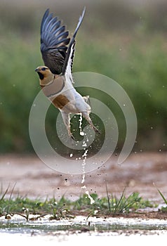 Witbuikzandhoen, Pin-tailed Sandgrouse, Pterocles alchata