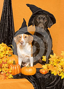 Witch Dogs