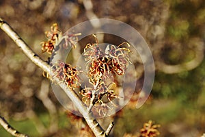 Witch Hazel