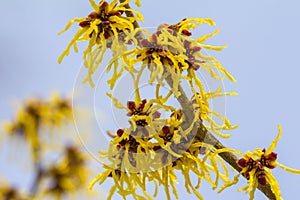 Witch hazel