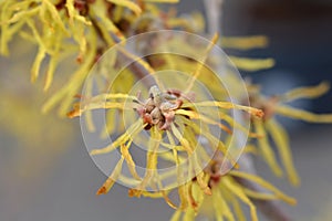 Witch Hazel Arnold Promise