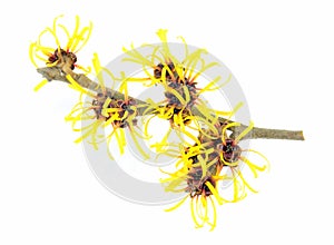 Witch Hazel Branch