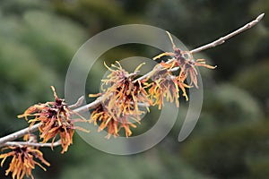 Witch Hazel Diane